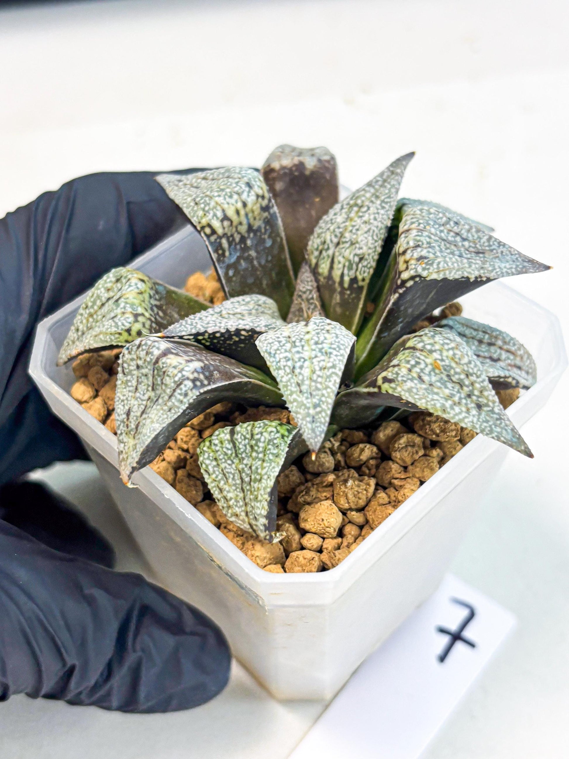 Haworthia Baiyin (wa3) (b7) | Hong Kong Rare Species