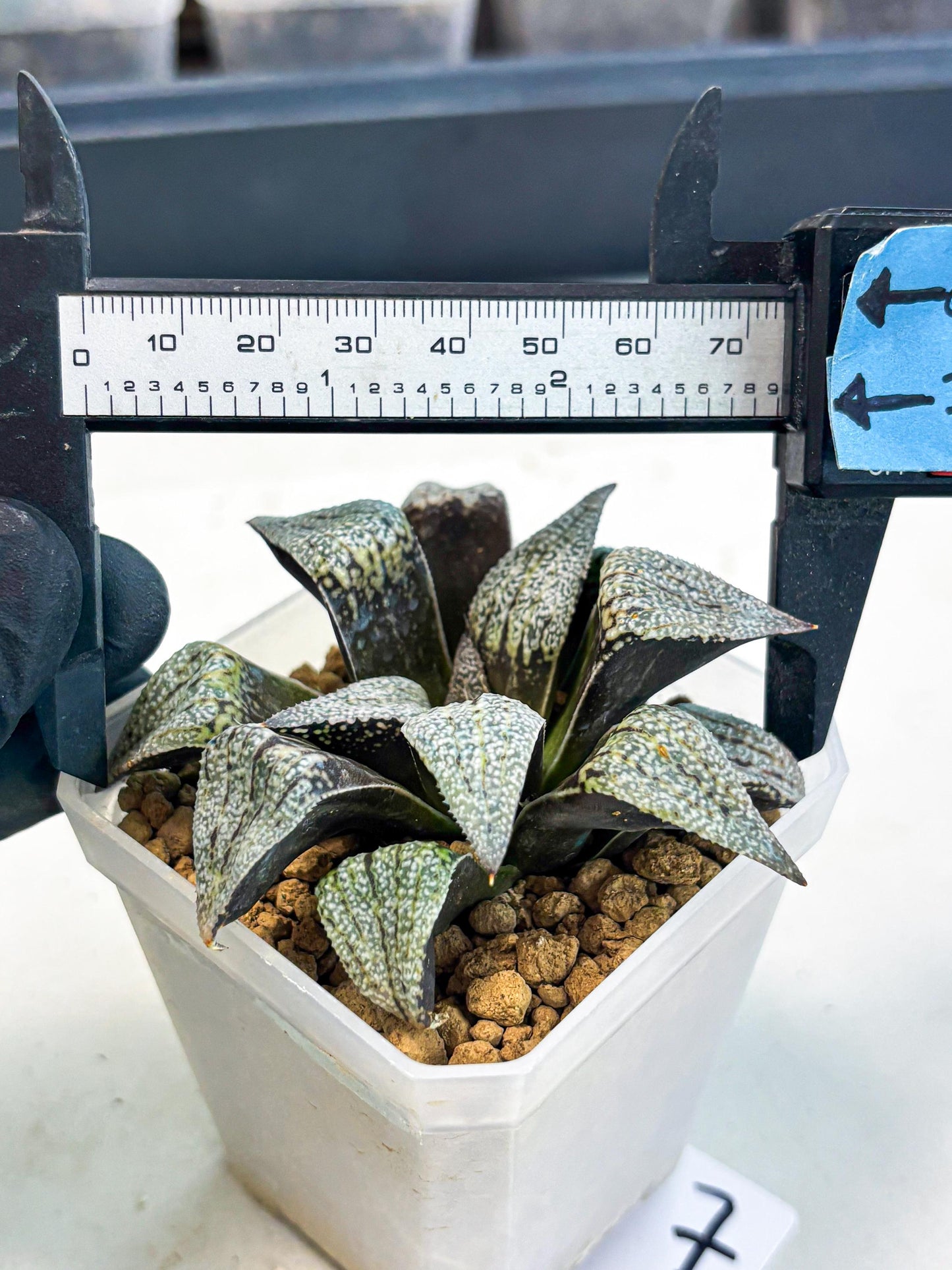 Haworthia Baiyin (wa3) (b7) | Hong Kong Rare Species