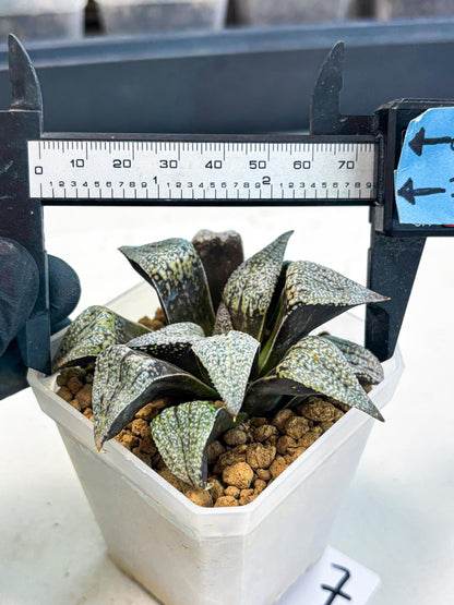 Haworthia Baiyin (wa3) (b7) | Hong Kong Rare Species