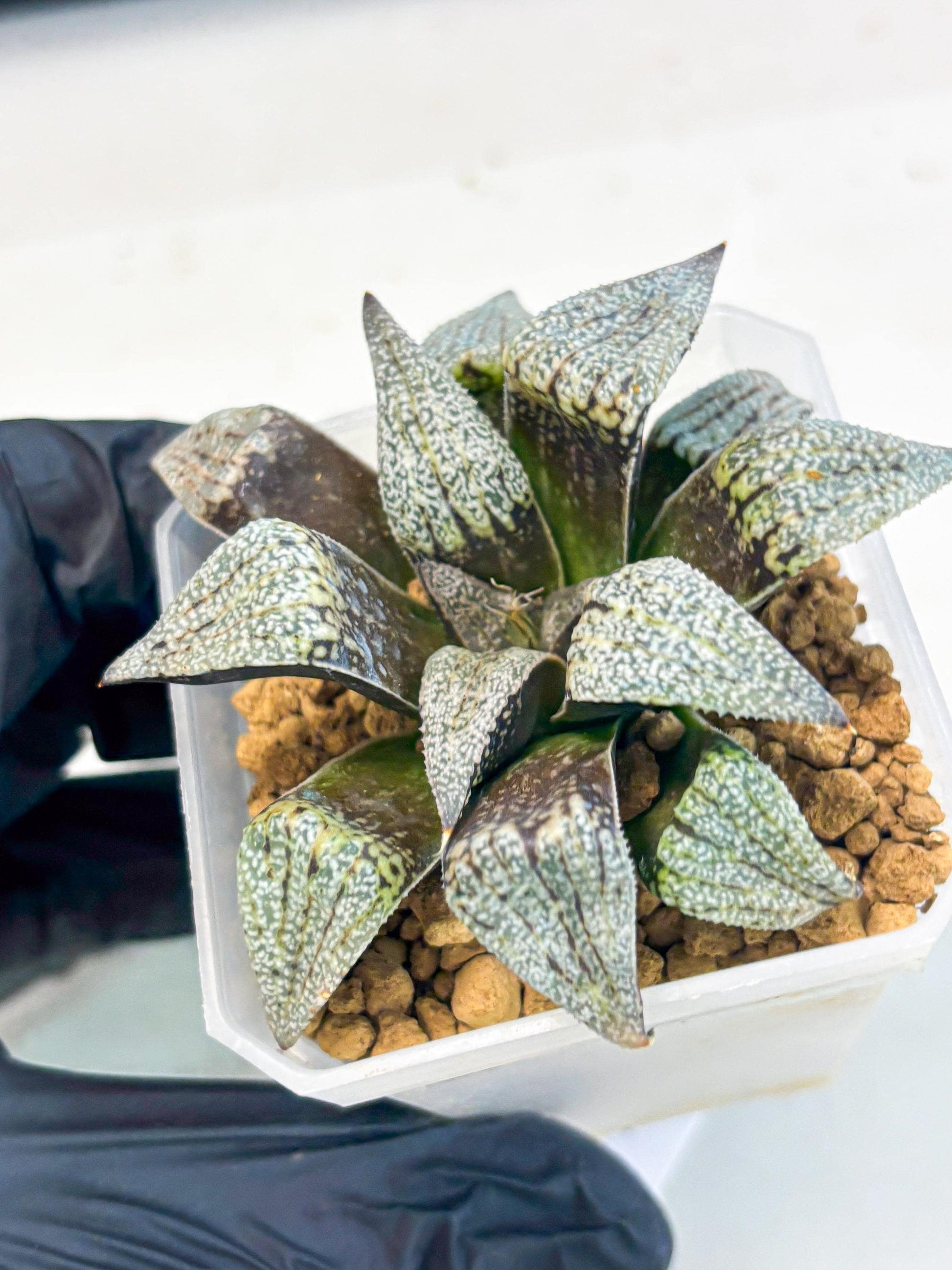 Haworthia Baiyin (wa3) (b7) | Hong Kong Rare Species