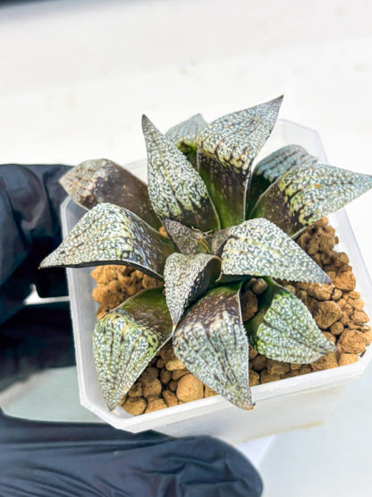 Haworthia Baiyin (wa3) (b7) | Hong Kong Rare Species