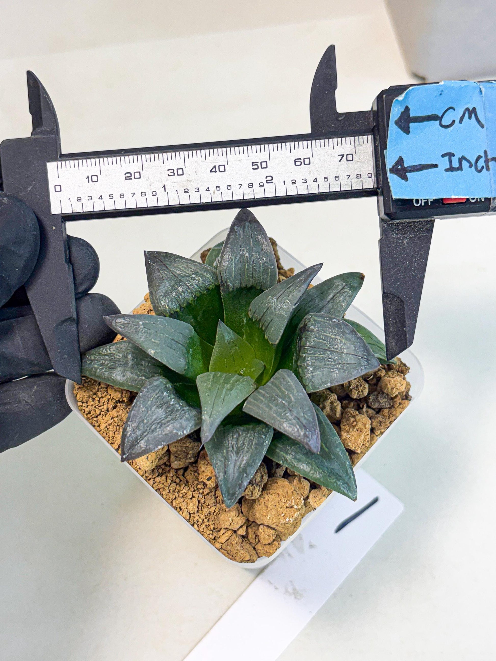 Haworthia JiuTun (wa3) (g1) | Hong Kong Rare Species