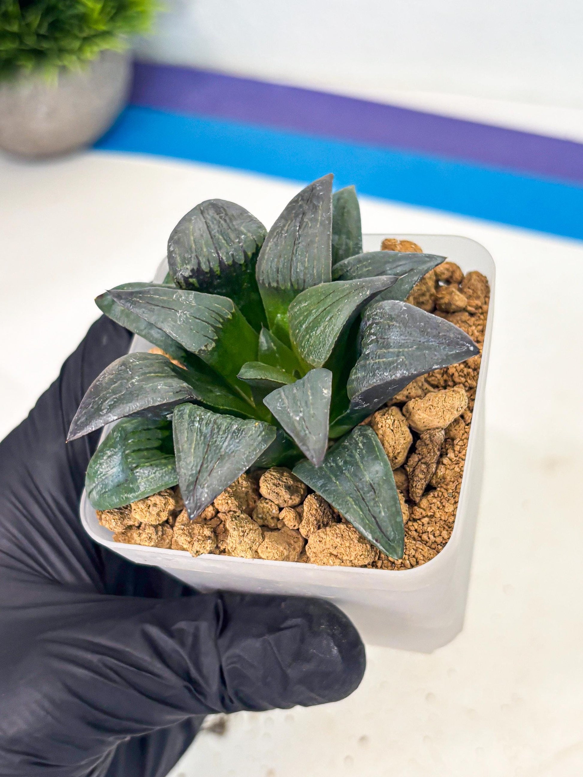 Haworthia JiuTun (wa3) (g1) | Hong Kong Rare Species