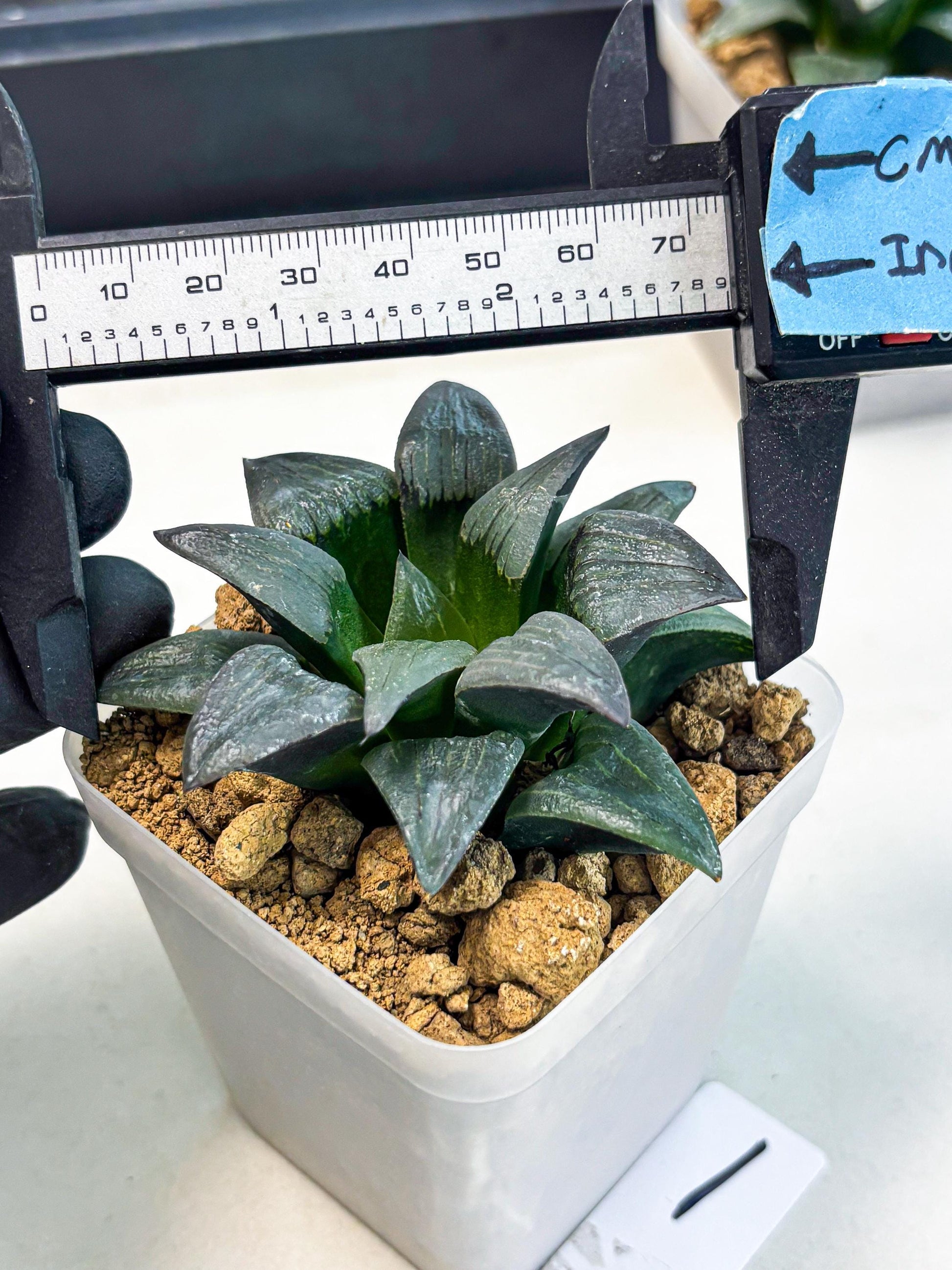 Haworthia JiuTun (wa3) (g1) | Hong Kong Rare Species