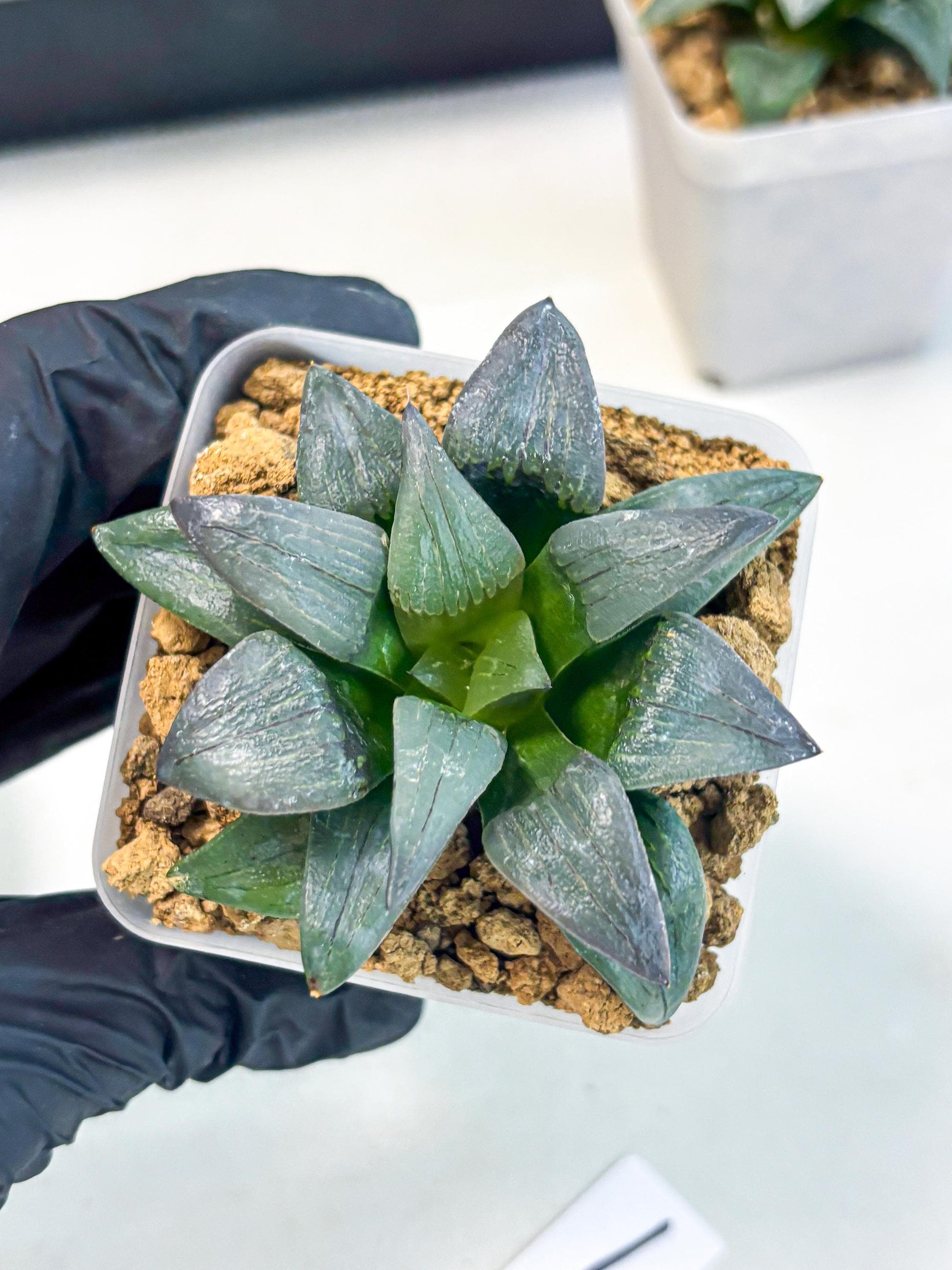 Haworthia JiuTun (wa3) (g1) | Hong Kong Rare Species