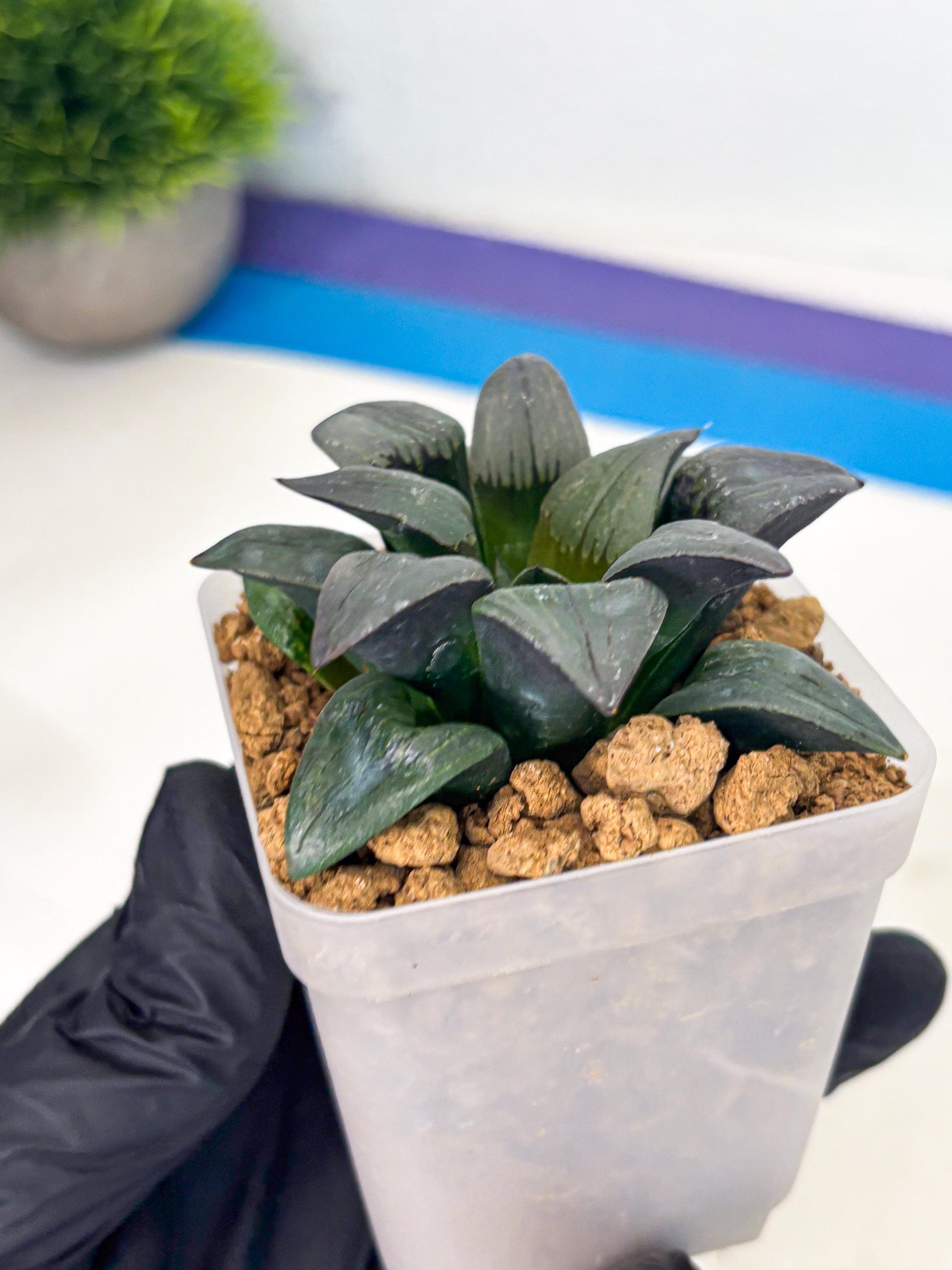 Haworthia JiuTun (wa3) (g1) | Hong Kong Rare Species