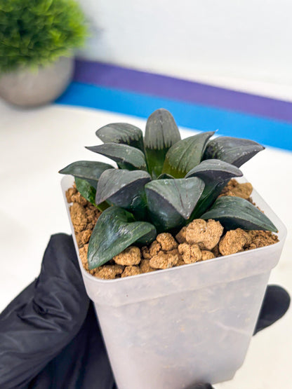 Haworthia JiuTun (wa3) (g1) | Hong Kong Rare Species