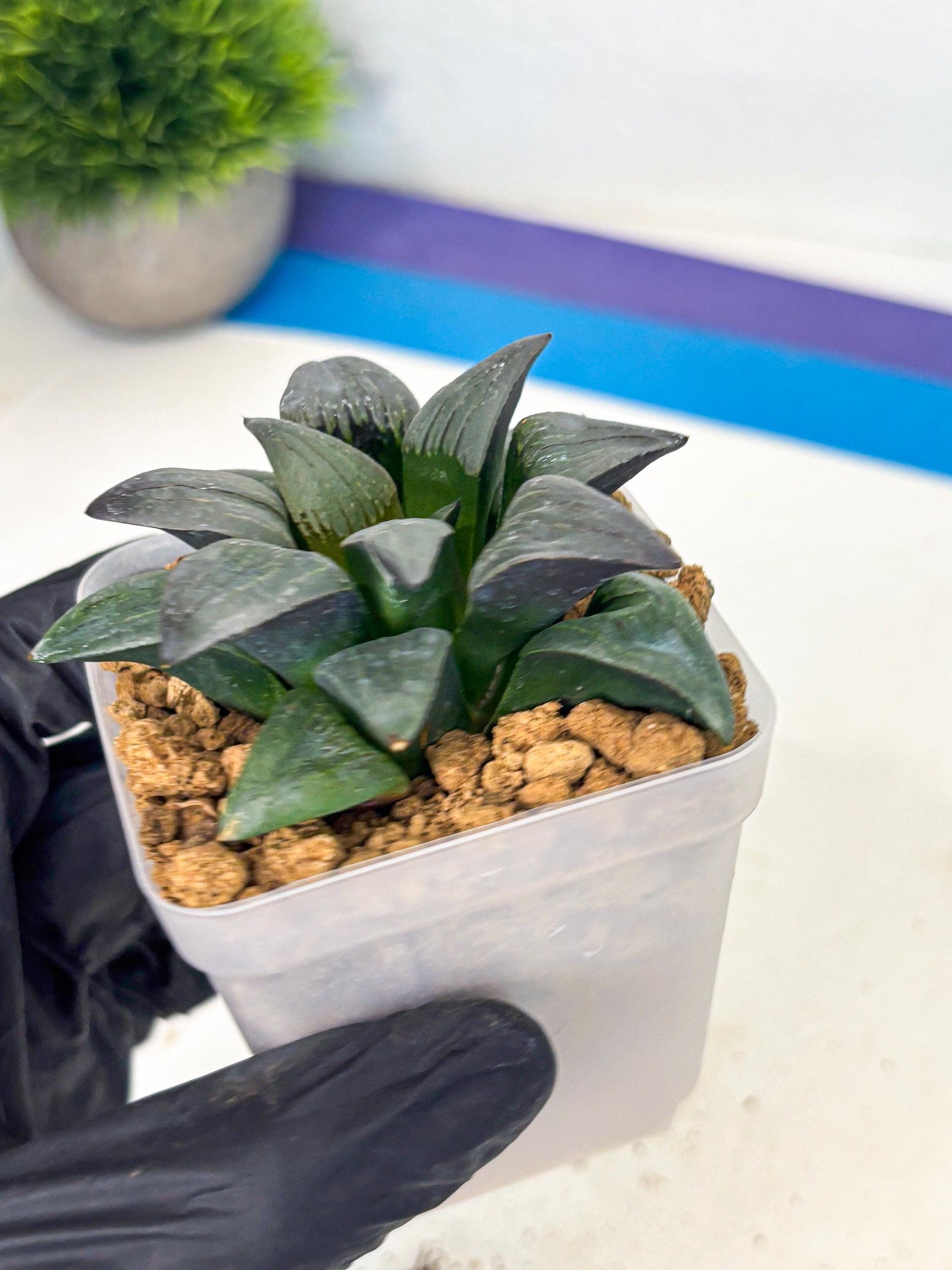 Haworthia JiuTun (wa3) (g1) | Hong Kong Rare Species