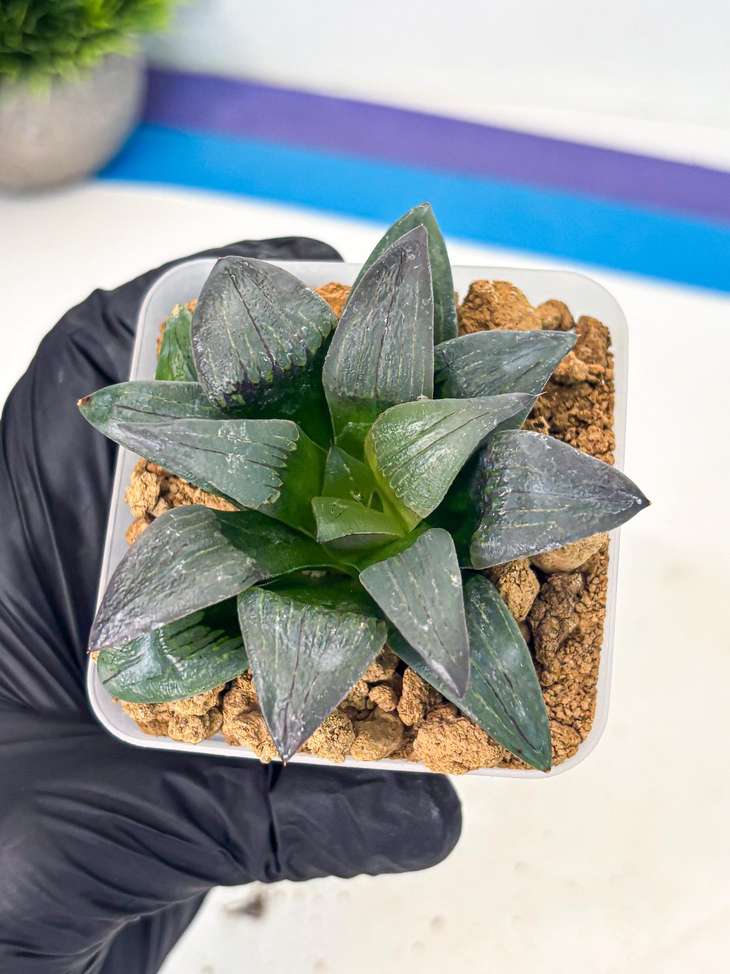 Haworthia JiuTun (wa3) (g1) | Hong Kong Rare Species