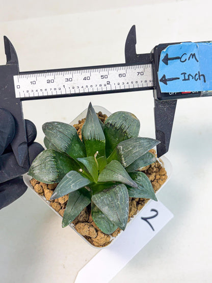 Haworthia JiuTun (wa3) (g2) | Hong Kong Rare Species