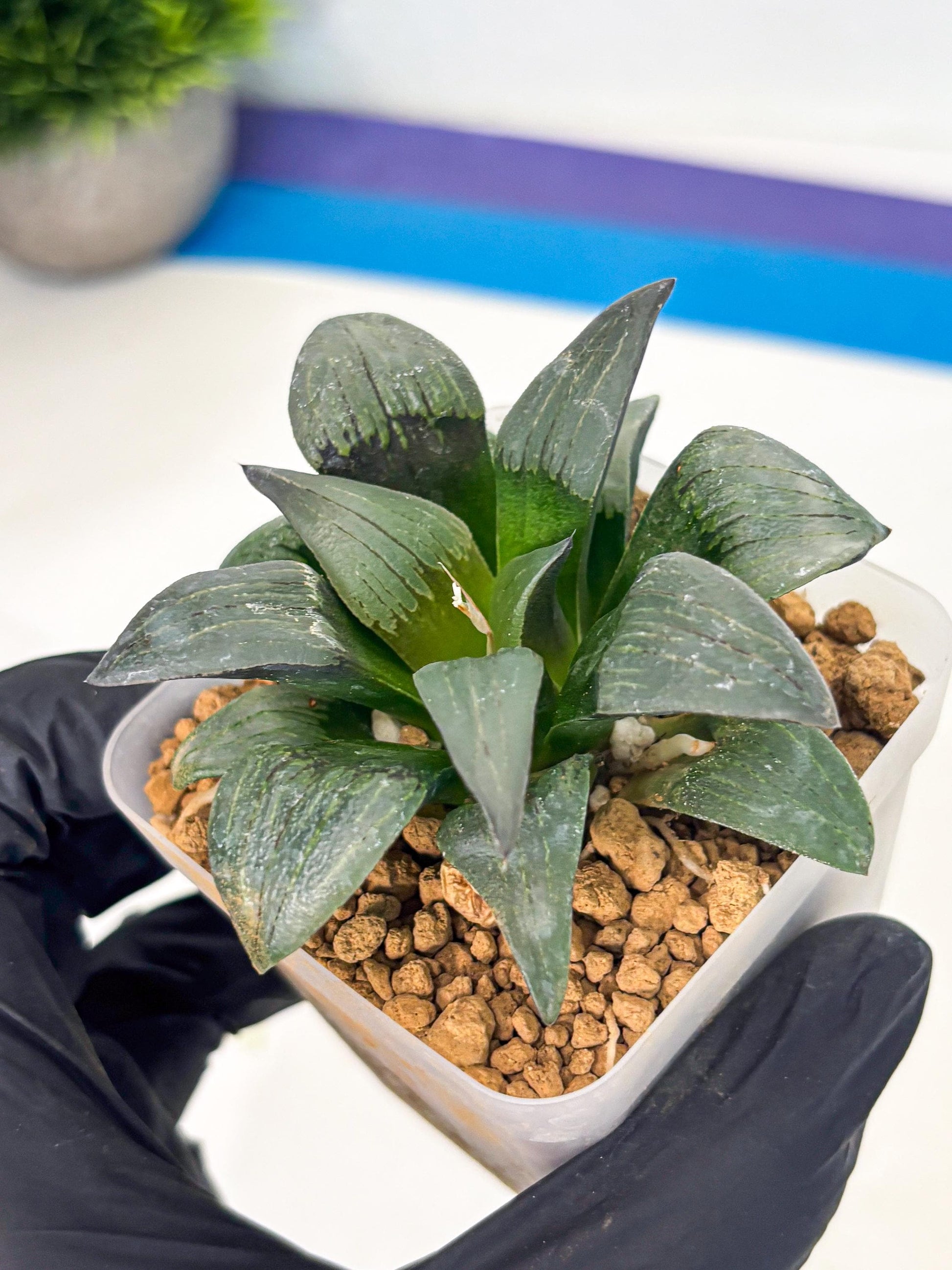 Haworthia JiuTun (wa3) (g2) | Hong Kong Rare Species