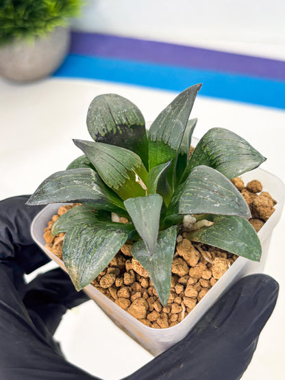 Haworthia JiuTun (wa3) (g2) | Hong Kong Rare Species