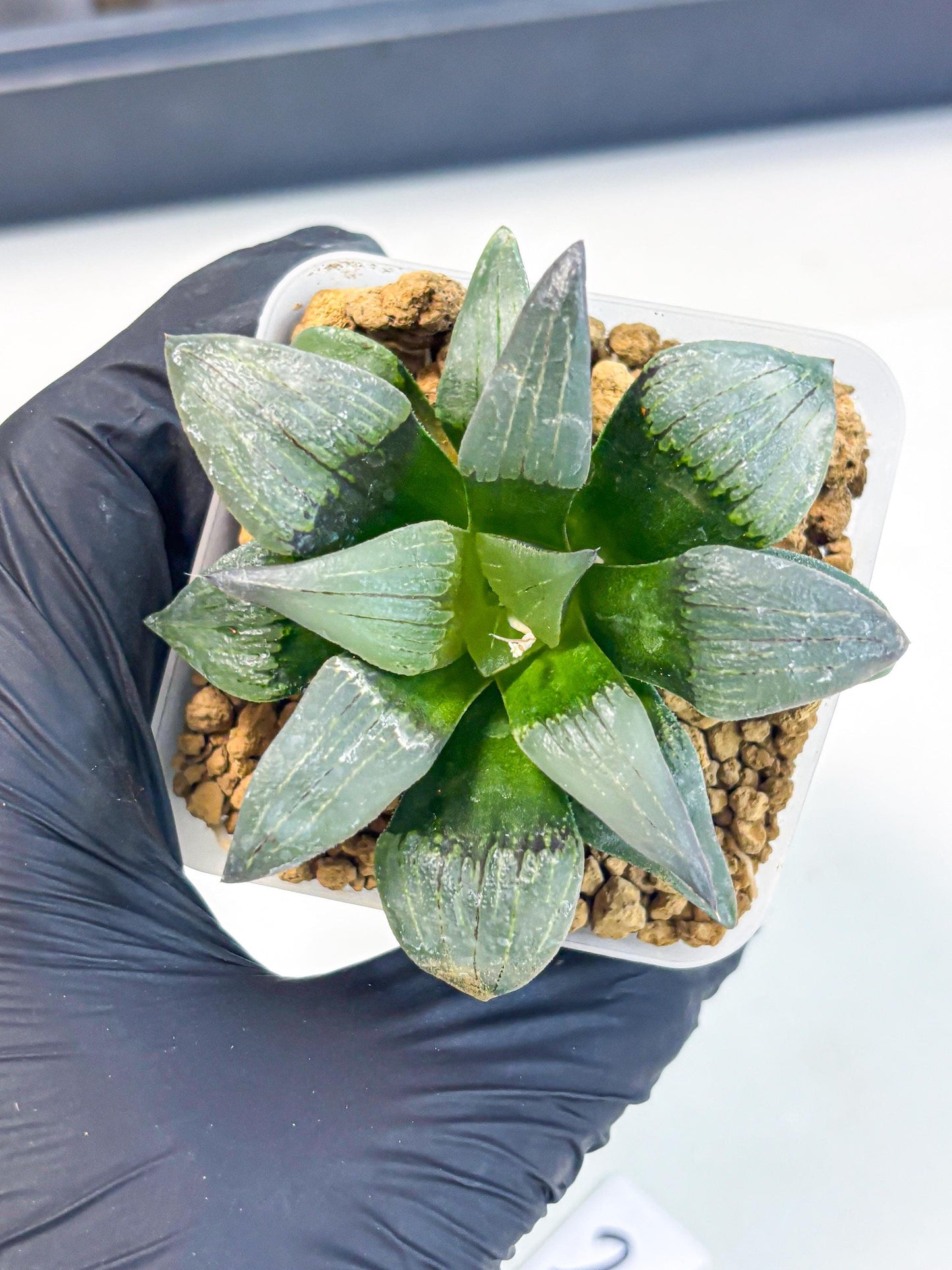 Haworthia JiuTun (wa3) (g2) | Hong Kong Rare Species