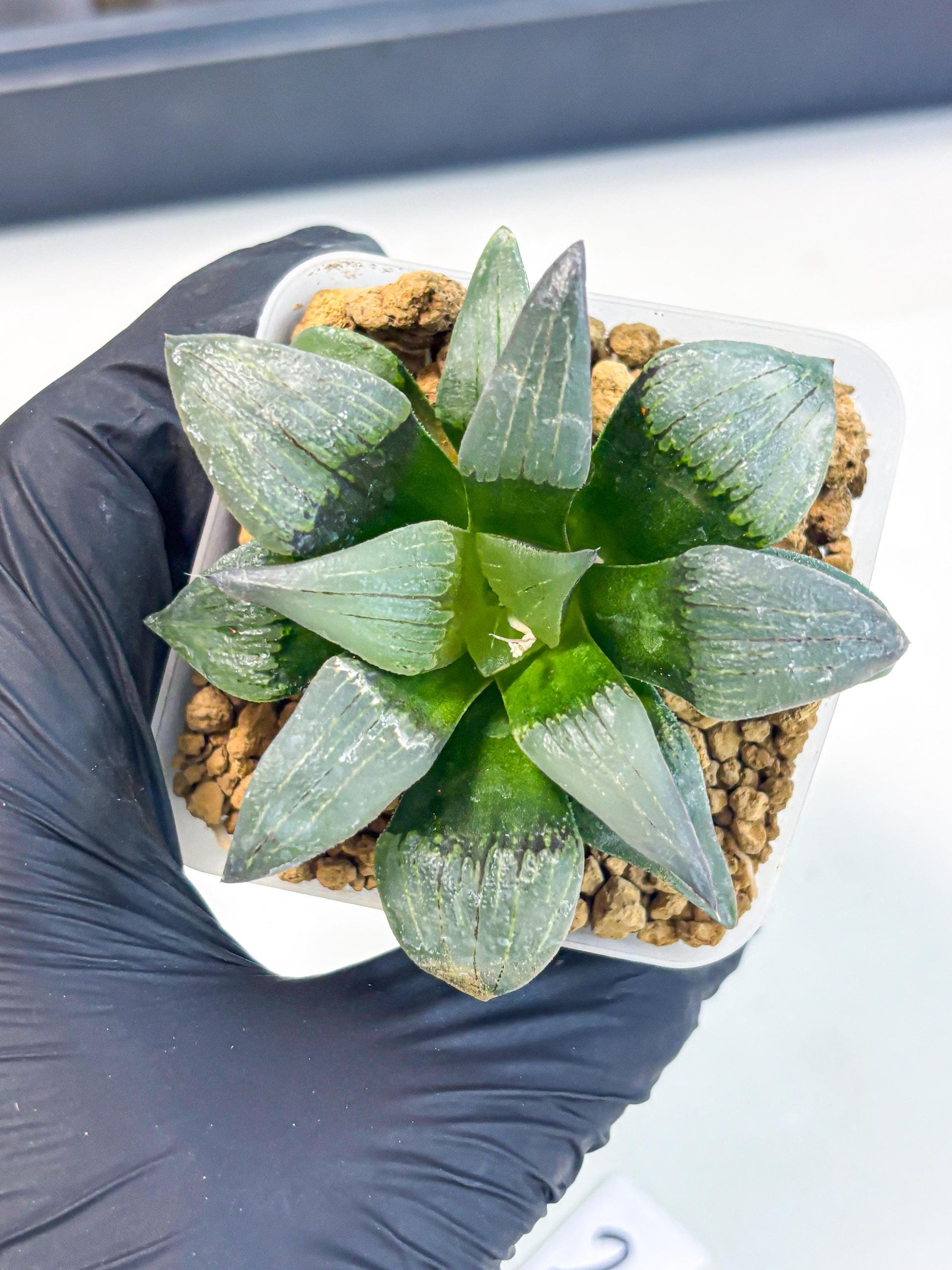 Haworthia JiuTun (wa3) (g2) | Hong Kong Rare Species