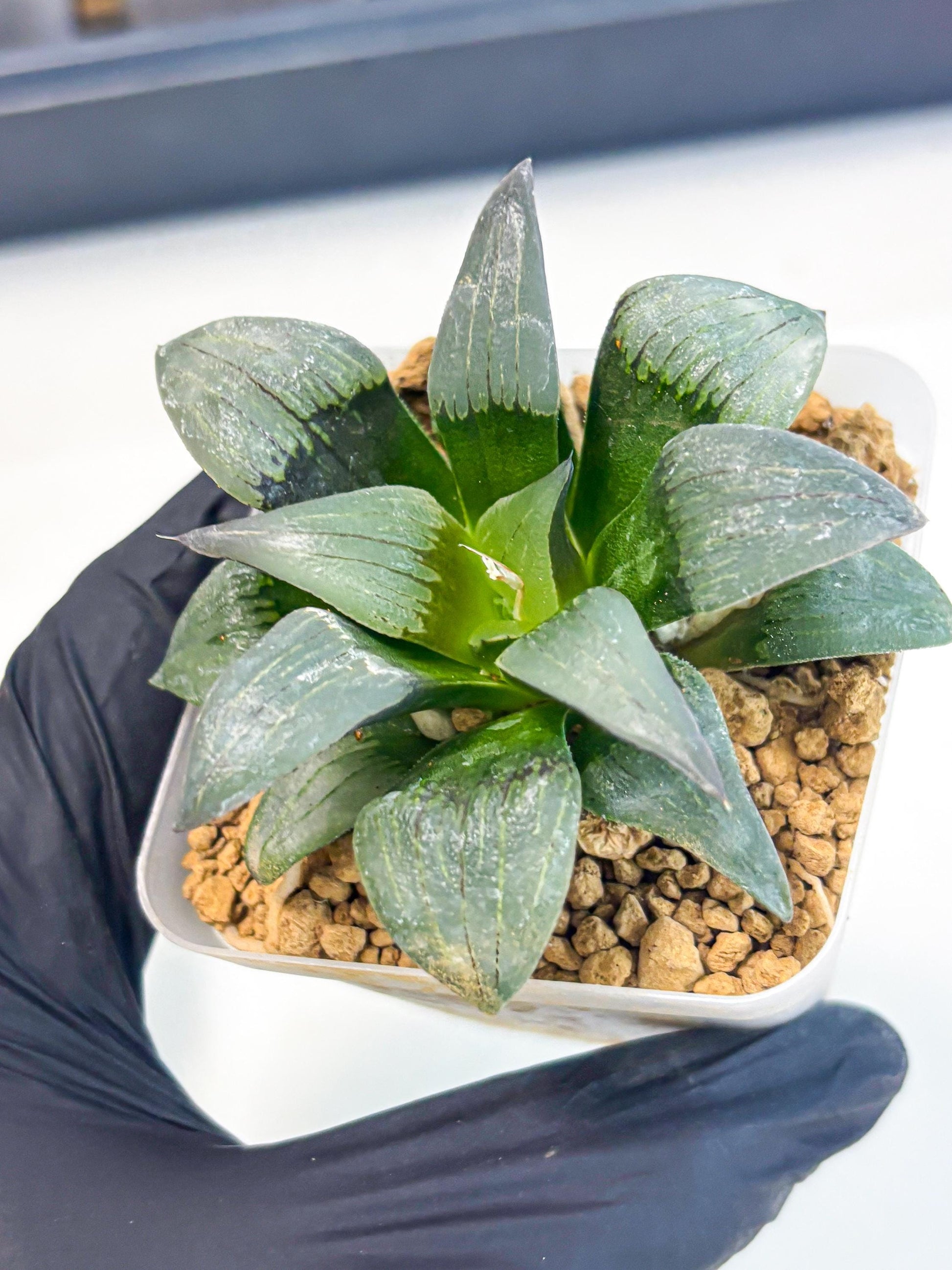 Haworthia JiuTun (wa3) (g2) | Hong Kong Rare Species