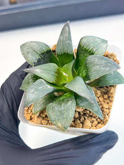 Haworthia JiuTun (wa3) (g2) | Hong Kong Rare Species