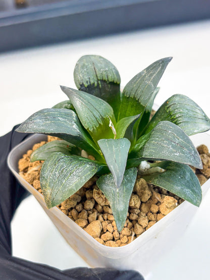 Haworthia JiuTun (wa3) (g2) | Hong Kong Rare Species