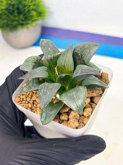 Haworthia JiuTun (wa3) (g2) | Hong Kong Rare Species