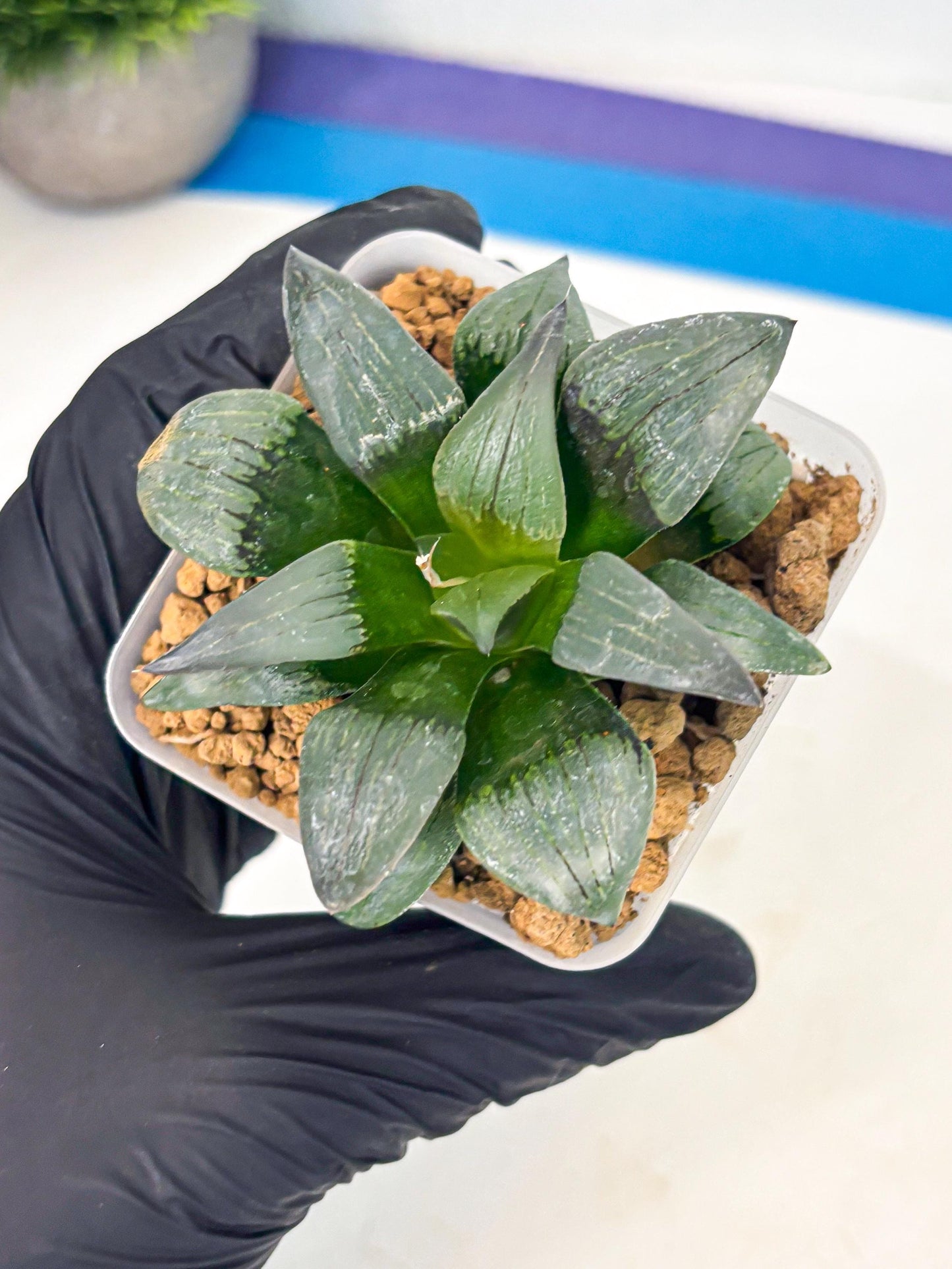 Haworthia JiuTun (wa3) (g2) | Hong Kong Rare Species