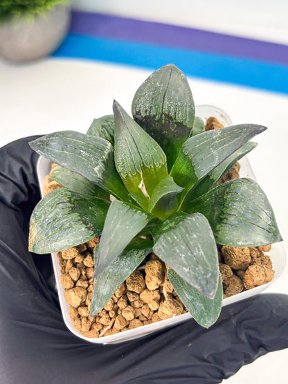 Haworthia JiuTun (wa3) (g2) | Hong Kong Rare Species