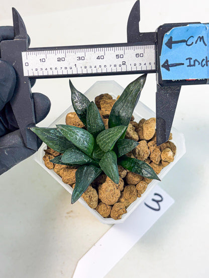 Haworthia Child Princess (wa3) (g3) | Hong Kong Rare Species