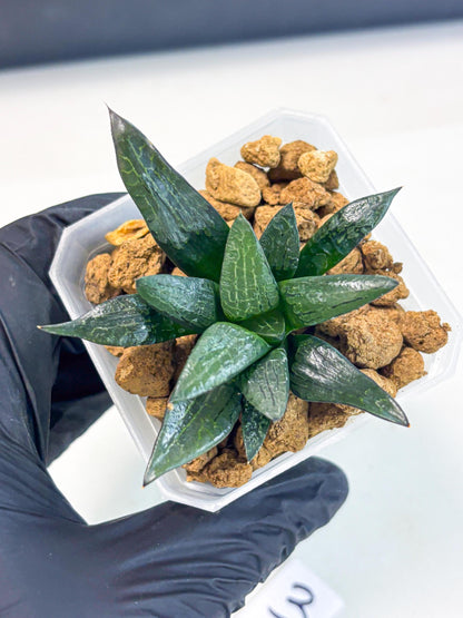 Haworthia Child Princess (wa3) (g3) | Hong Kong Rare Species