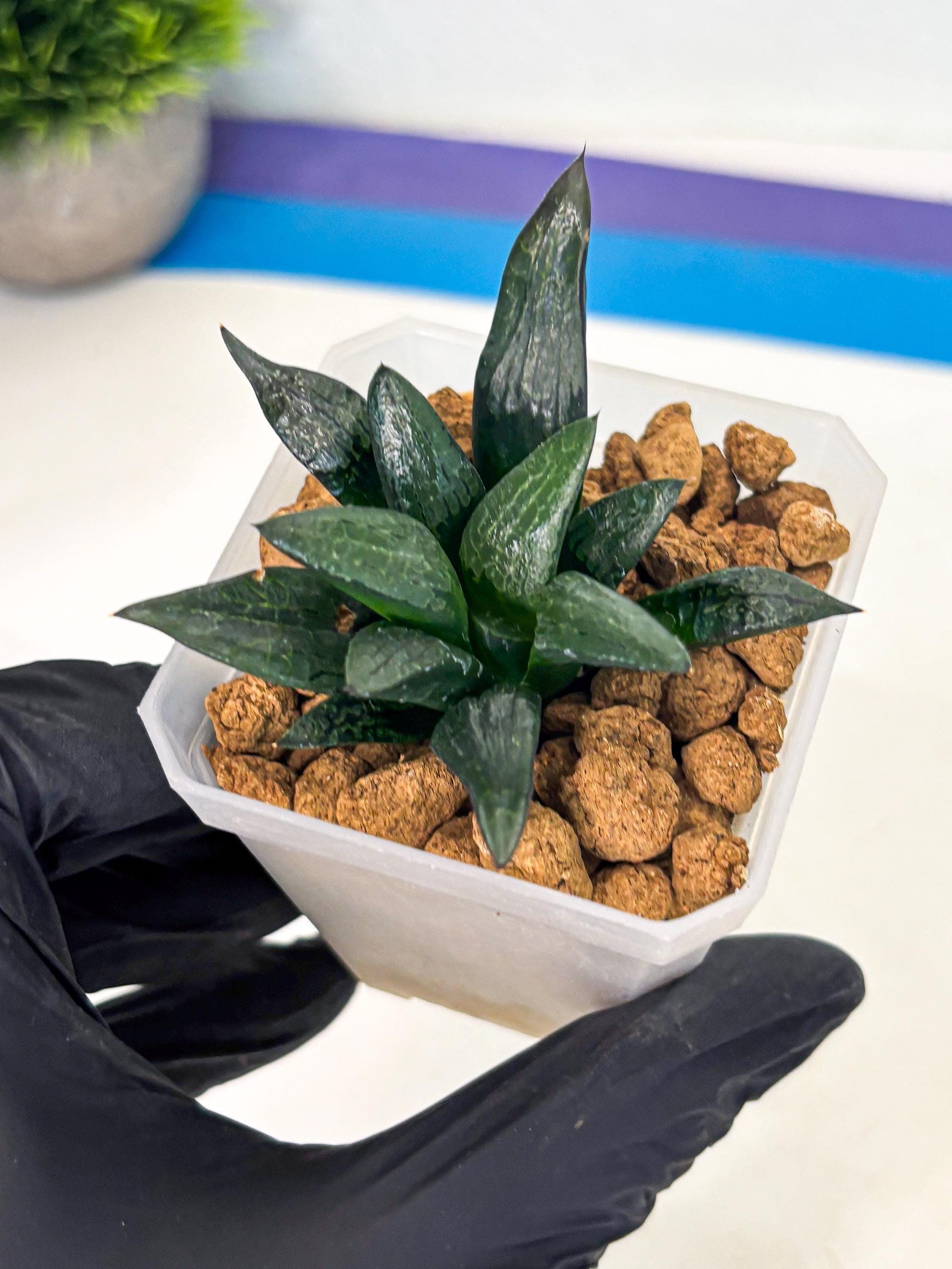 Haworthia Child Princess (wa3) (g3) | Hong Kong Rare Species