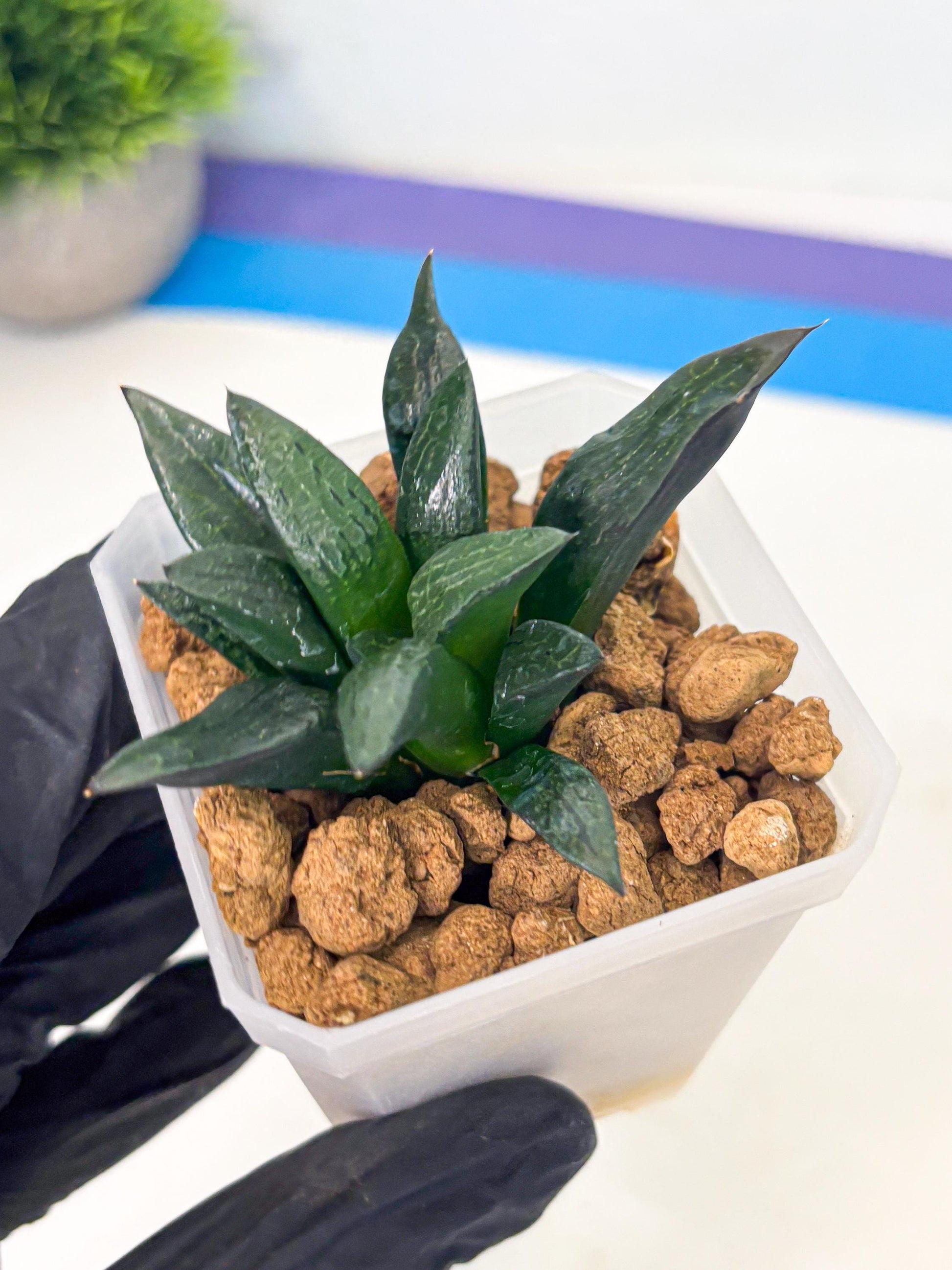 Haworthia Child Princess (wa3) (g3) | Hong Kong Rare Species
