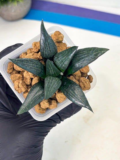 Haworthia Child Princess (wa3) (g4) | Hong Kong Rare Species