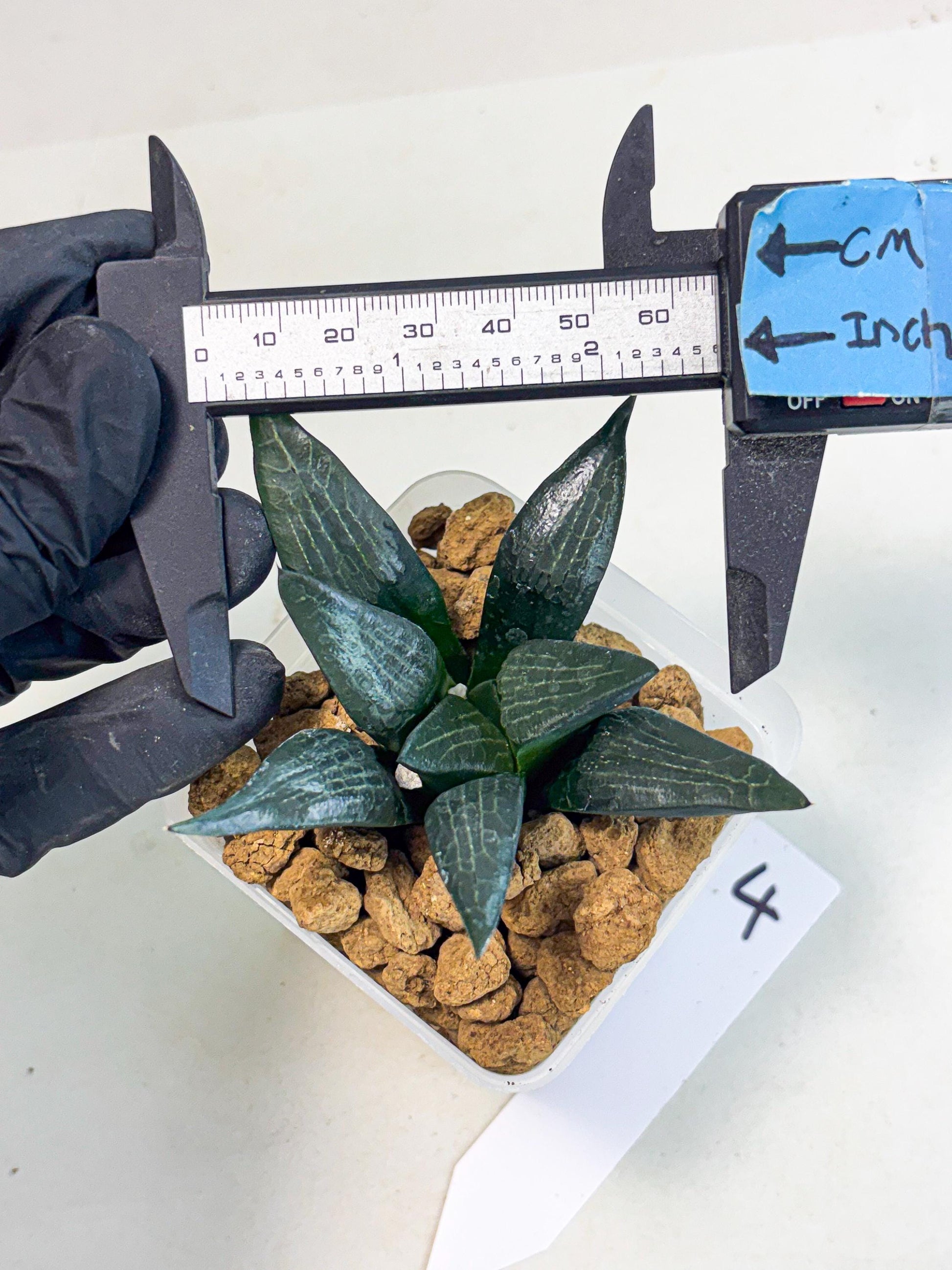 Haworthia Child Princess (wa3) (g4) | Hong Kong Rare Species