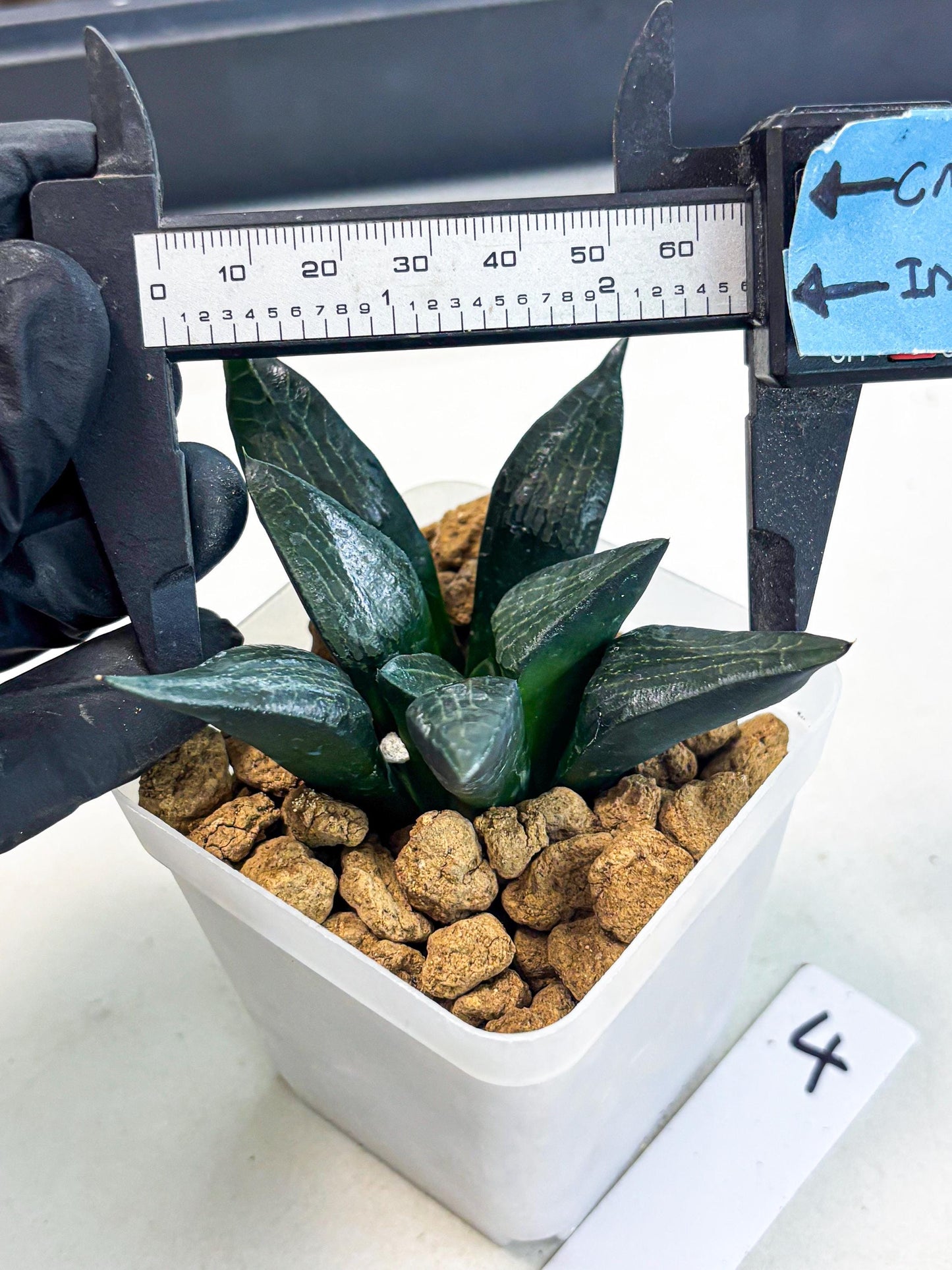 Haworthia Child Princess (wa3) (g4) | Hong Kong Rare Species