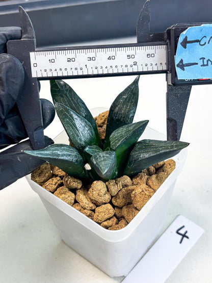 Haworthia Child Princess (wa3) (g4) | Hong Kong Rare Species