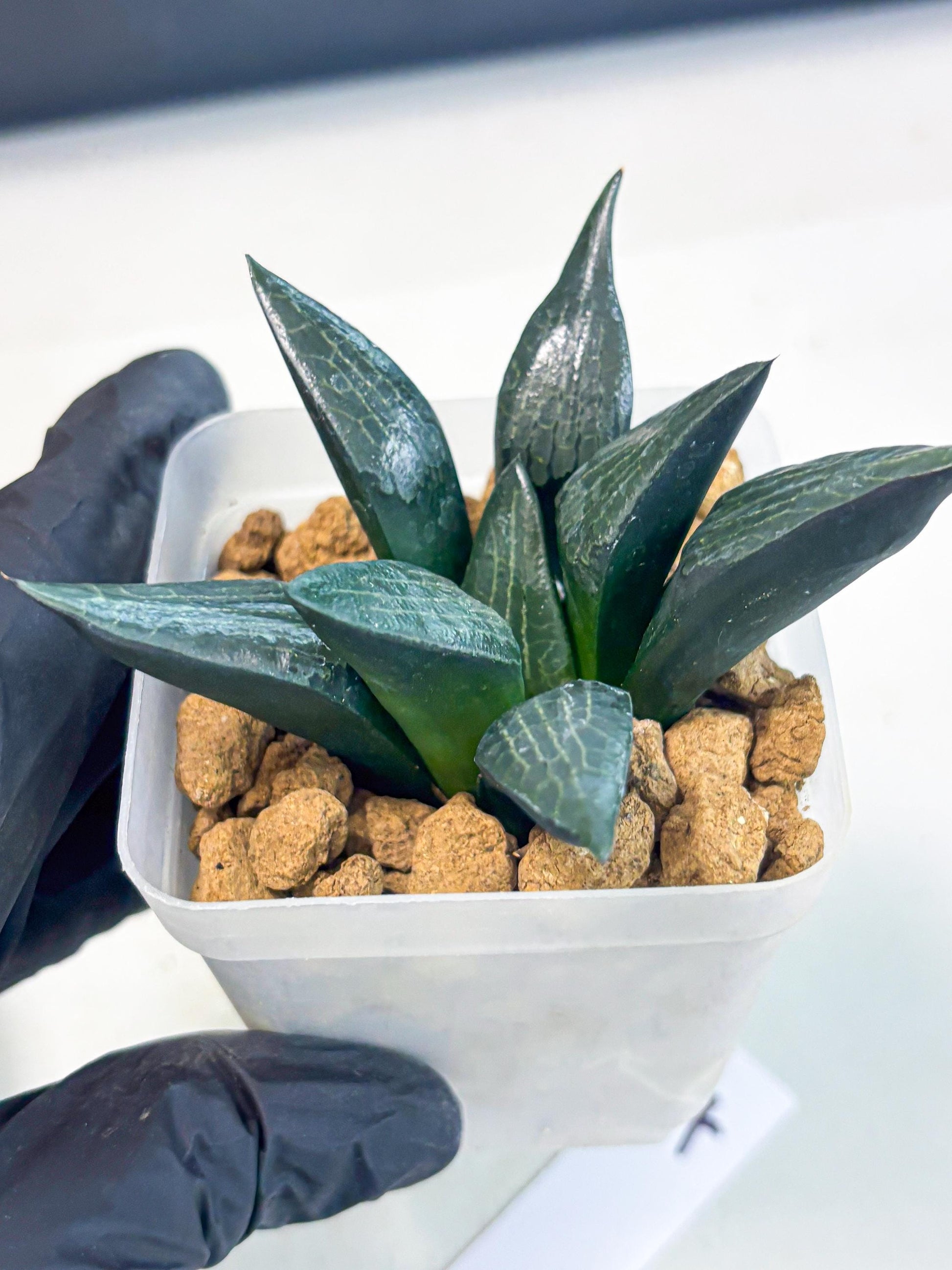 Haworthia Child Princess (wa3) (g4) | Hong Kong Rare Species