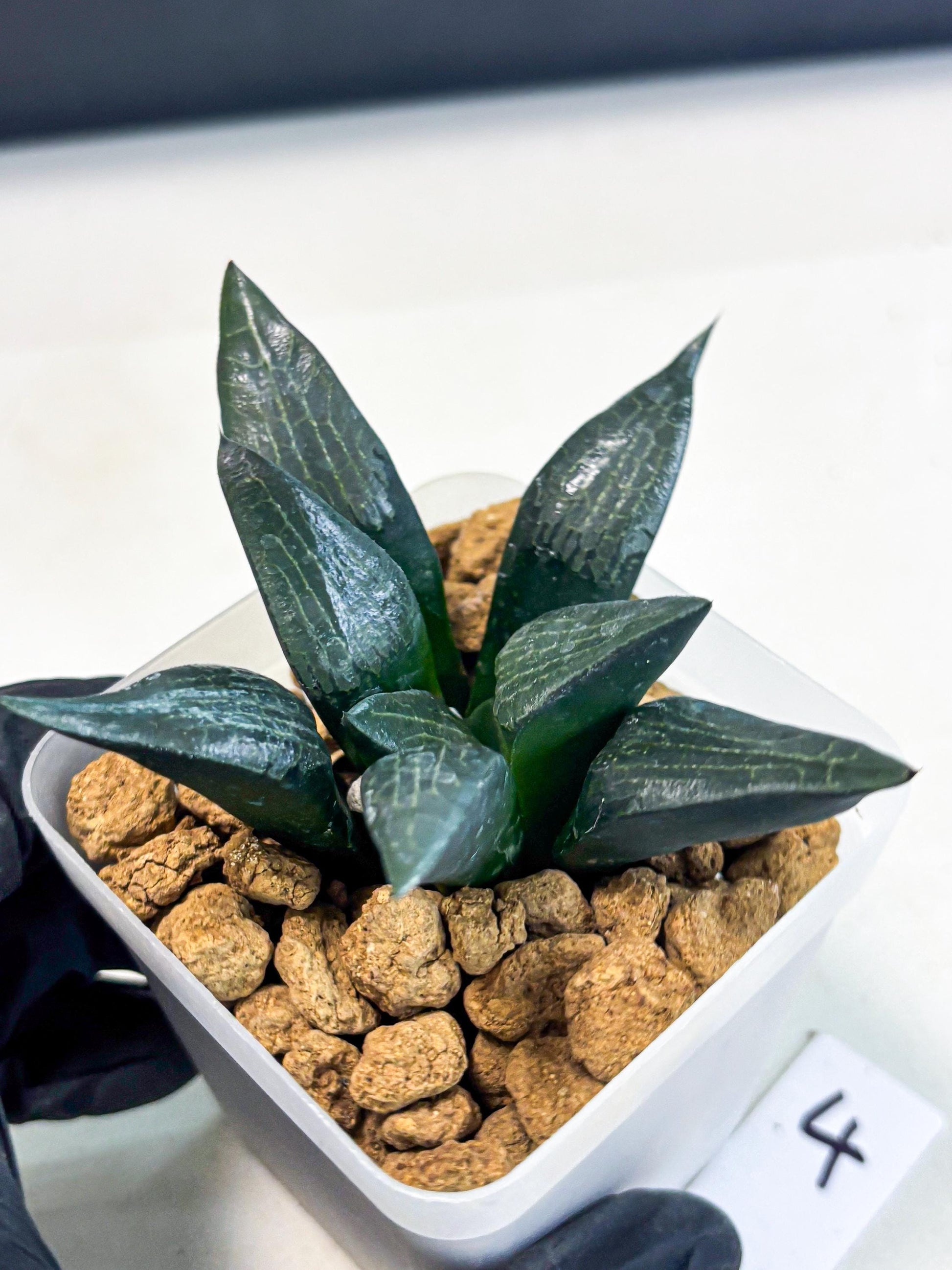 Haworthia Child Princess (wa3) (g4) | Hong Kong Rare Species