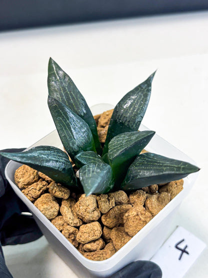 Haworthia Child Princess (wa3) (g4) | Hong Kong Rare Species