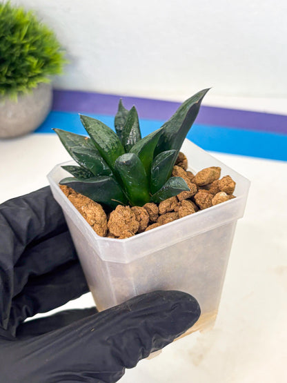 Haworthia Child Princess (wa3) (g3) | Hong Kong Rare Species