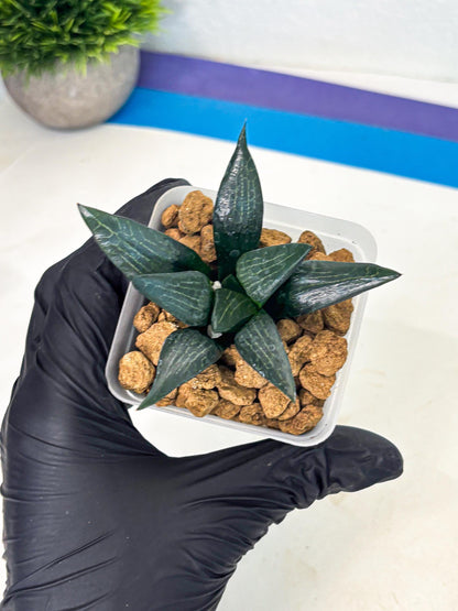 Haworthia Child Princess (wa3) (g4) | Hong Kong Rare Species