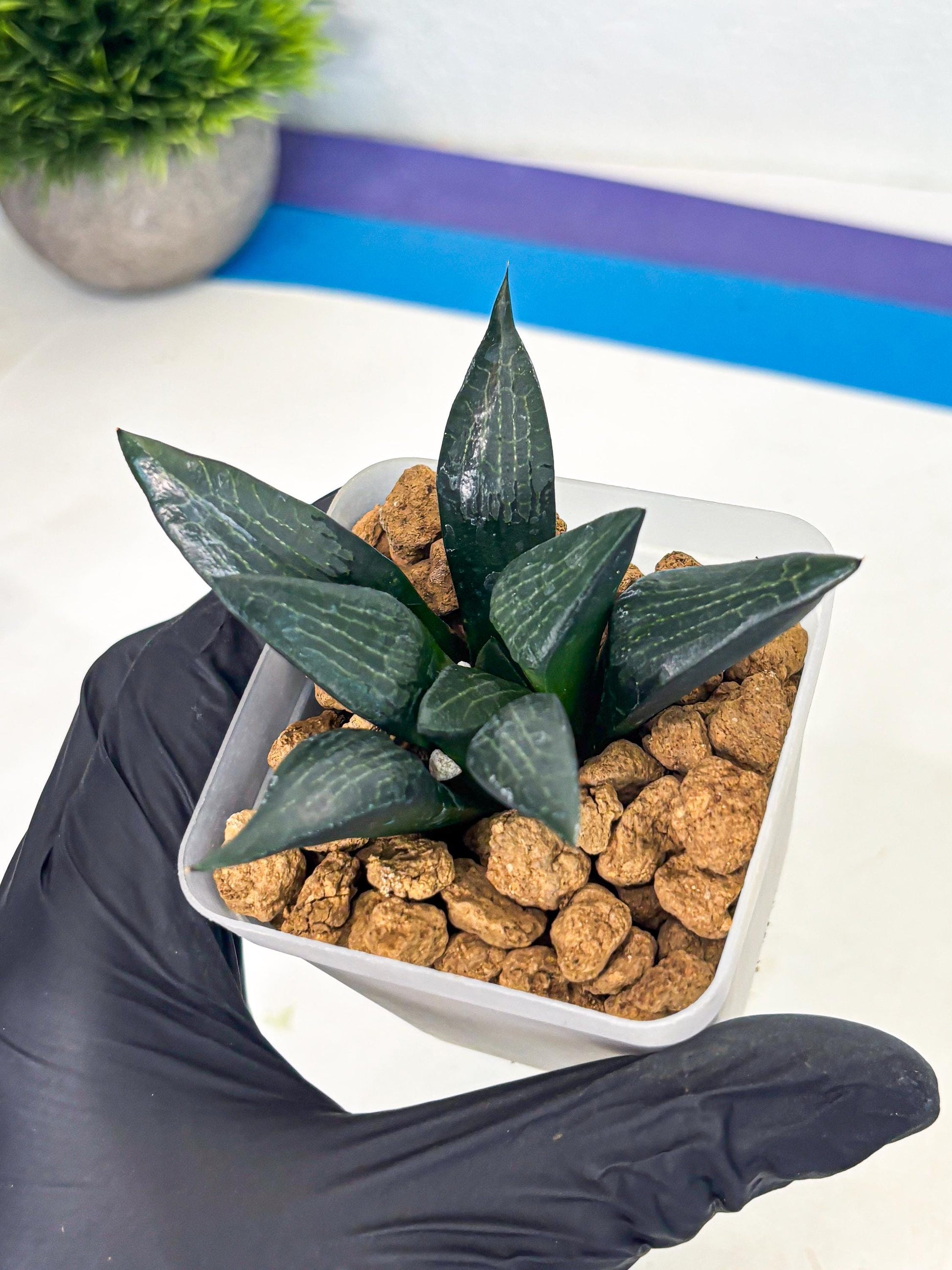 Haworthia Child Princess (wa3) (g4) | Hong Kong Rare Species