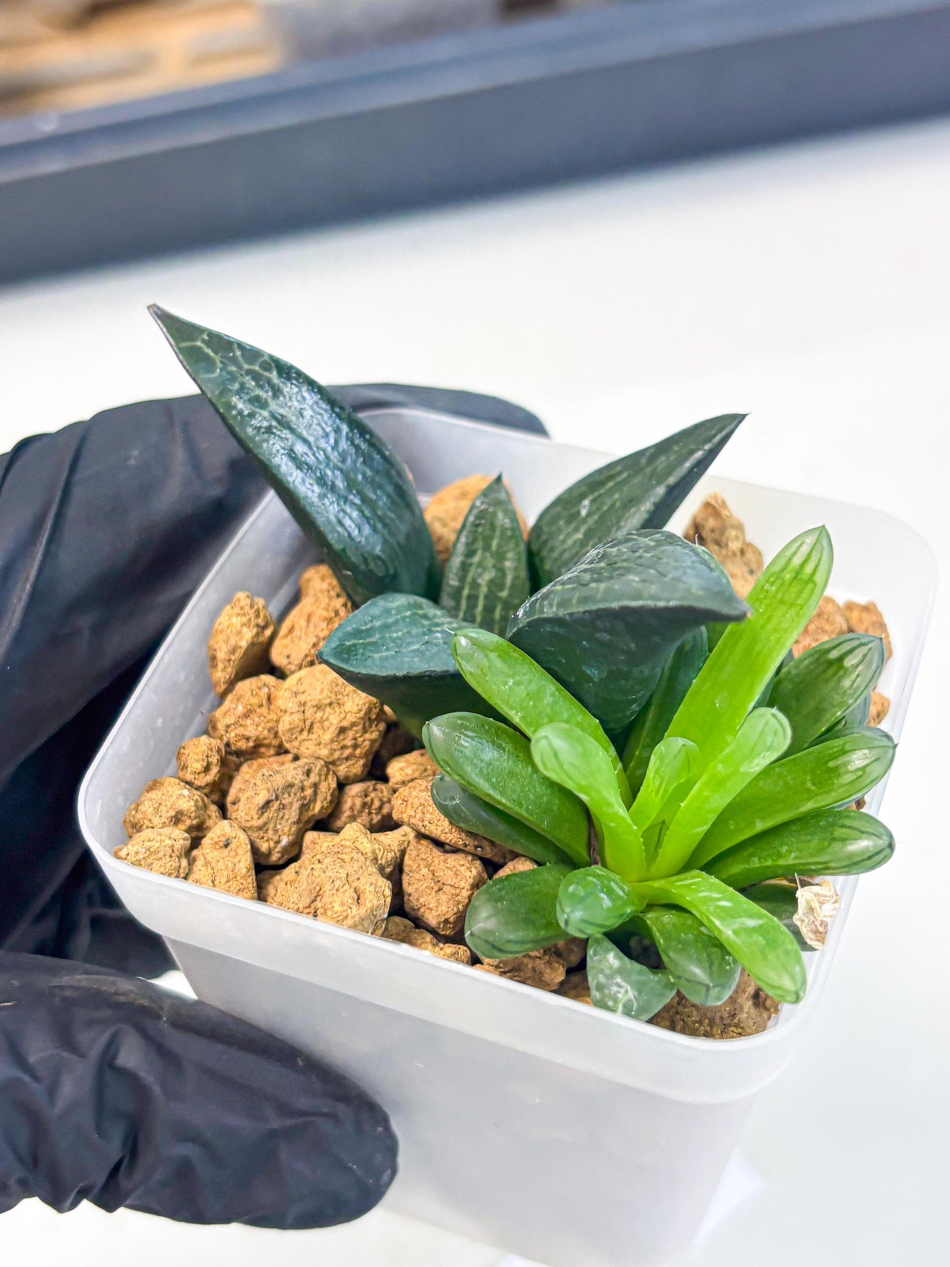 Haworthia Child Princess + Mystery (wa3) (g5) | Hong Kong