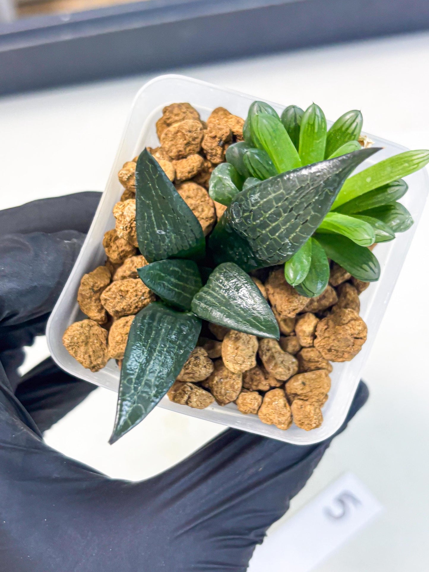 Haworthia Child Princess + Mystery (wa3) (g5) | Hong Kong