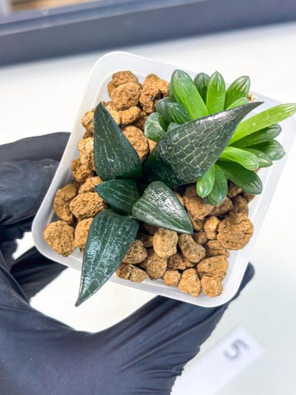 Haworthia Child Princess + Mystery (wa3) (g5) | Hong Kong