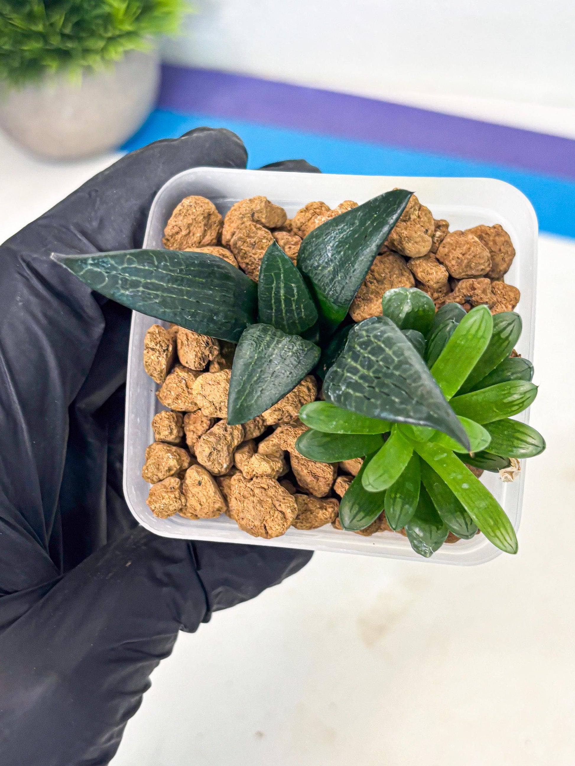 Haworthia Child Princess + Mystery (wa3) (g5) | Hong Kong
