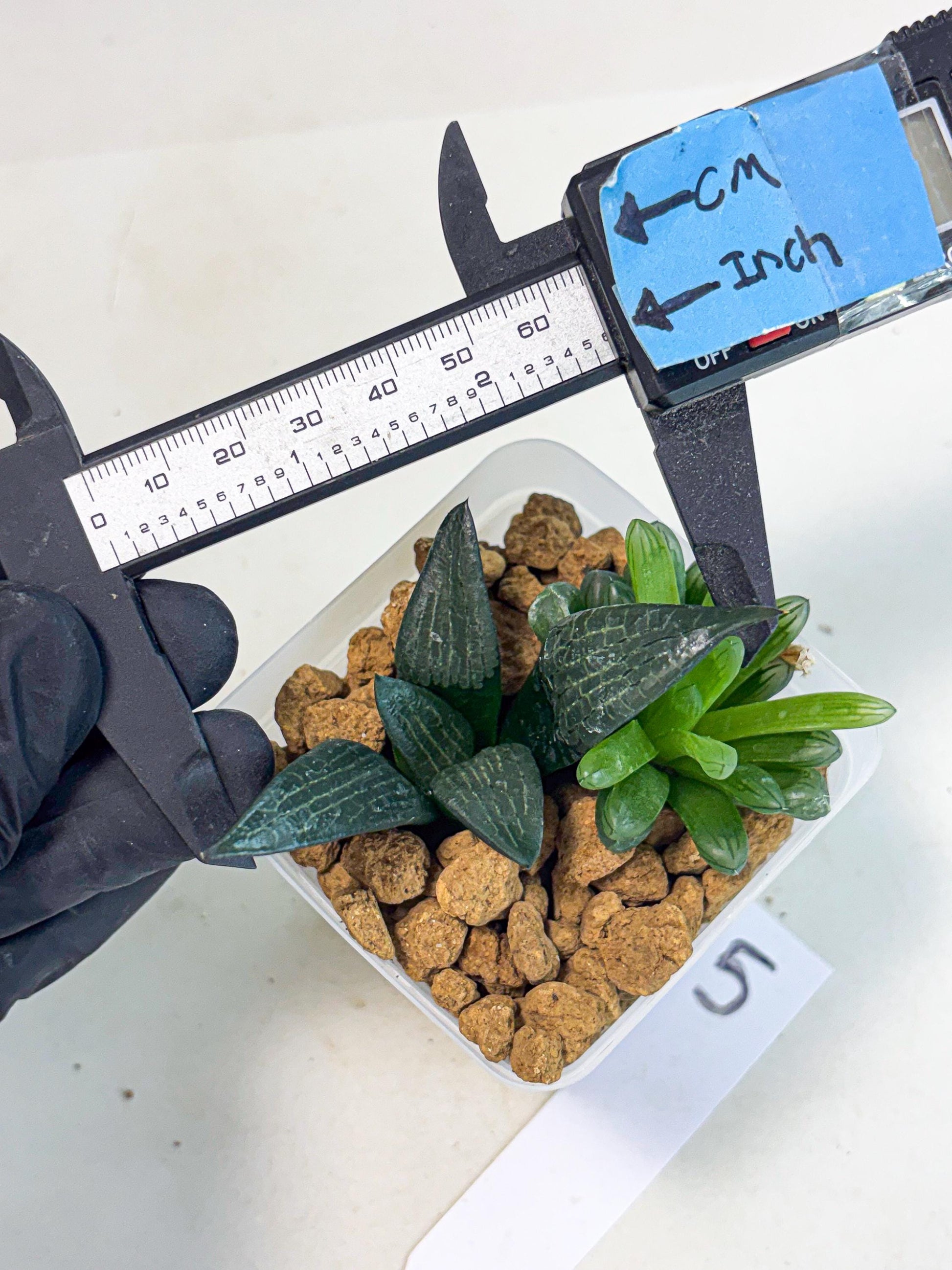 Haworthia Child Princess + Mystery (wa3) (g5) | Hong Kong