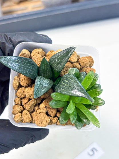 Haworthia Child Princess + Mystery (wa3) (g5) | Hong Kong