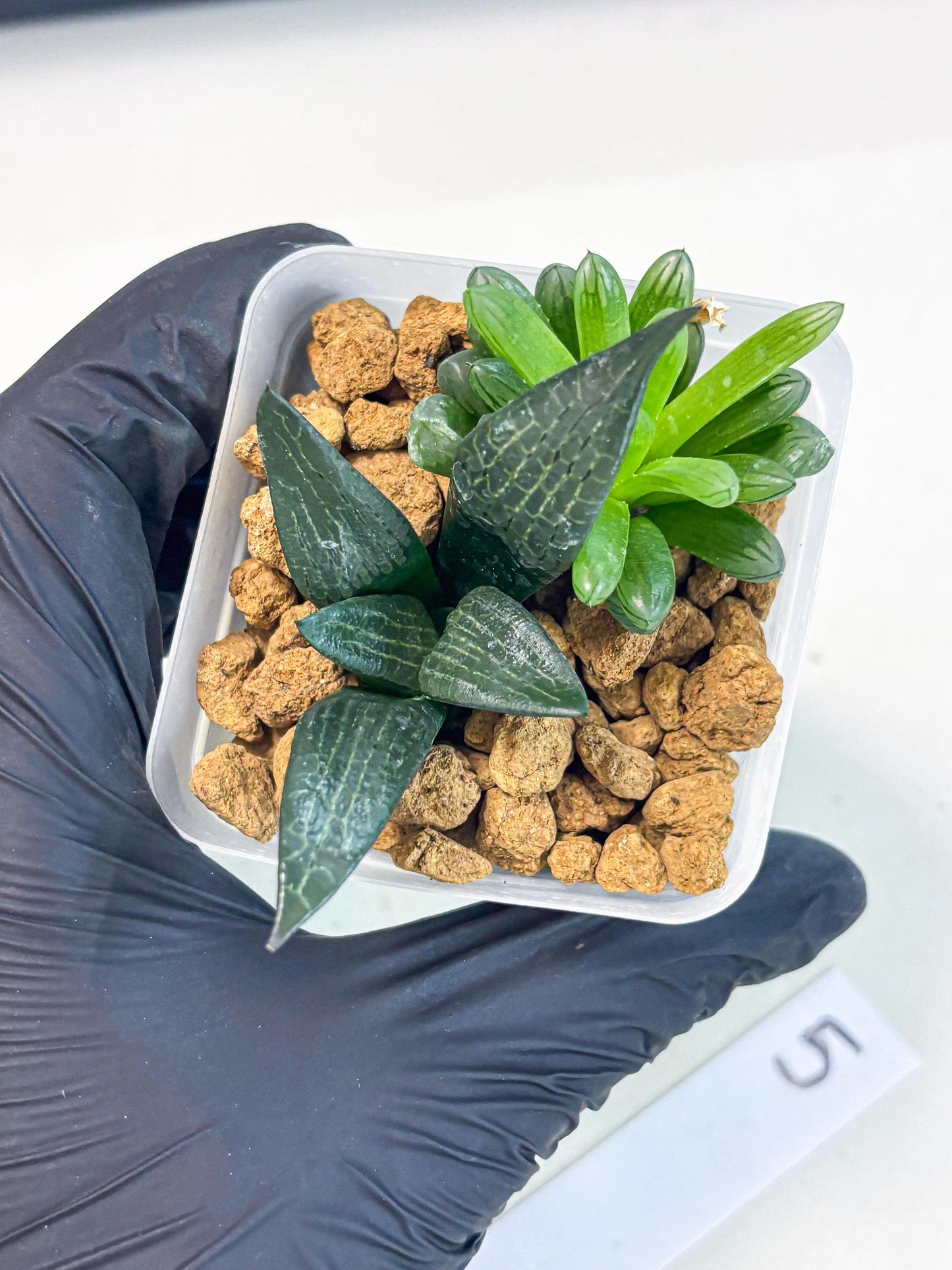 Haworthia Child Princess + Mystery (wa3) (g5) | Hong Kong