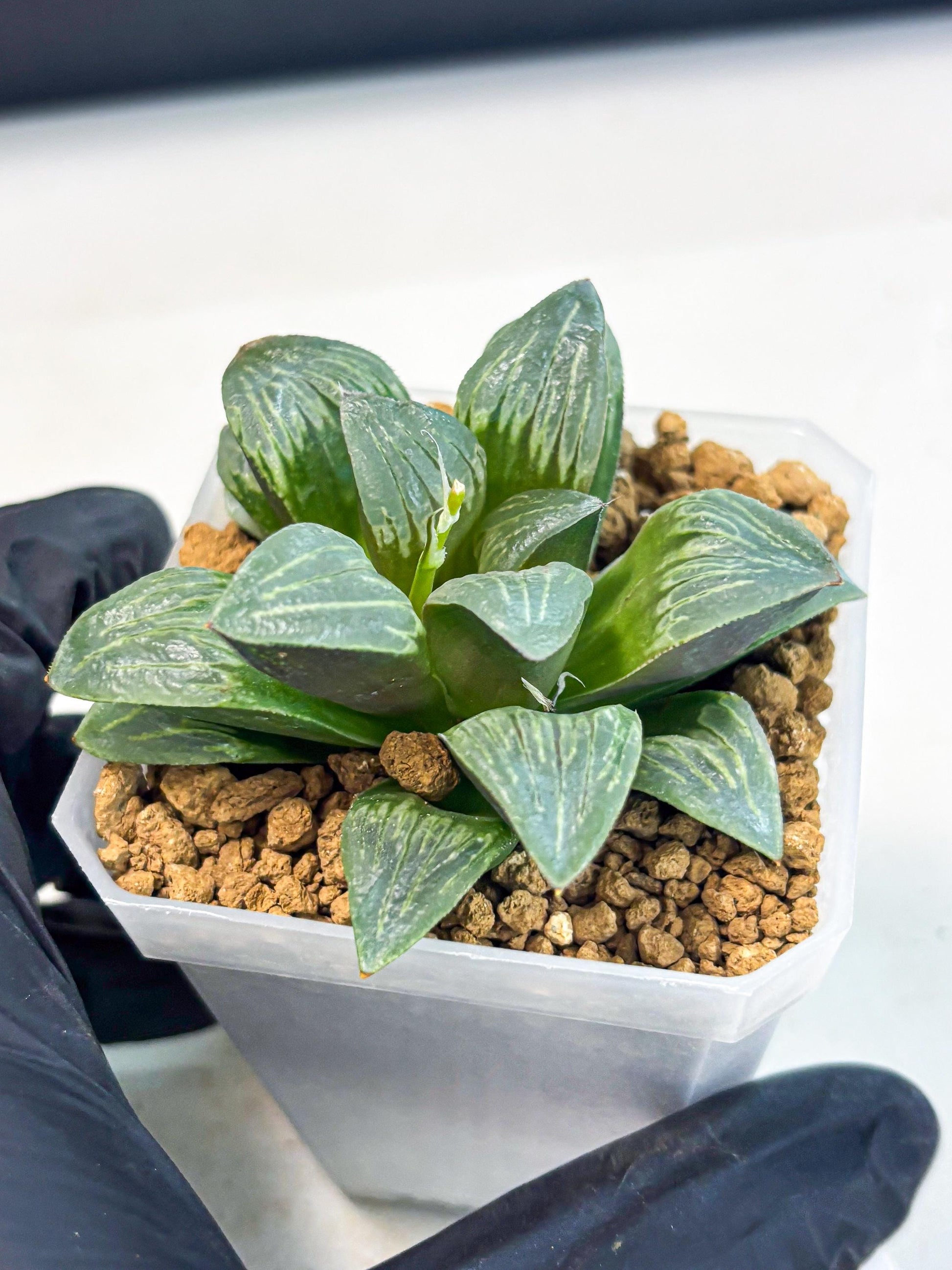 Haworthia Bai Guafu (wa3) (g6) | Hong Kong Rare Species