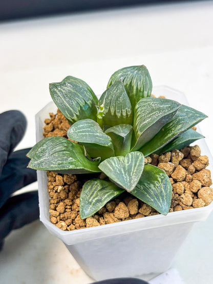 Haworthia Bai Guafu (wa3) (g6) | Hong Kong Rare Species