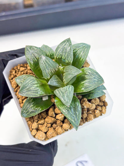 Haworthia Bai Guafu (wa3) (g6) | Hong Kong Rare Species