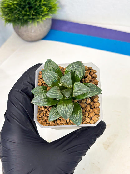Haworthia Bai Guafu (wa3) (g6) | Hong Kong Rare Species