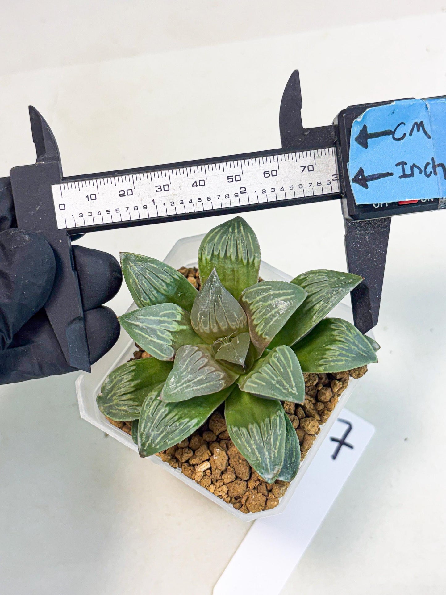 Haworthia Bai Guafu (wa3) (g7) | Hong Kong Rare Species
